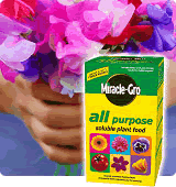 Miracle Gro and sweet peas